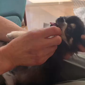 お犬さま。の画像