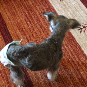 wasabiさんの動画②の画像