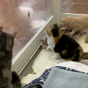 猫部屋の画像