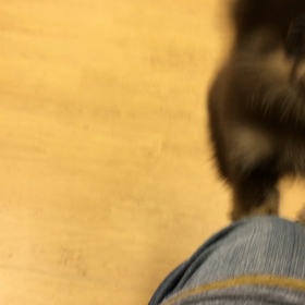 いつか仲良く遊べるかな？の画像