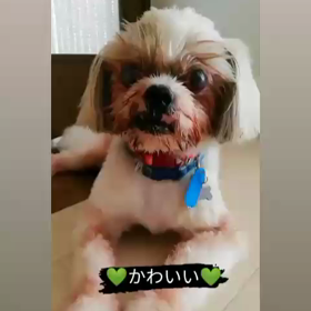 えらいねいっくん♪の画像