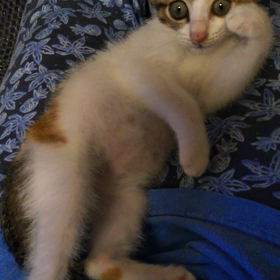 だいぶ懐きました(ΦωΦ)の画像