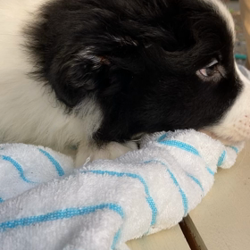 お問い合わせの子犬の画像