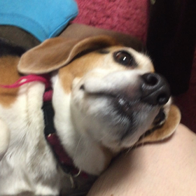 シャンティ=モグロンの画像