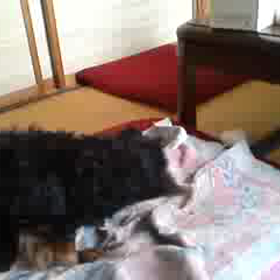 †ｸｼｬﾐと咳と鼻汁と…†の画像