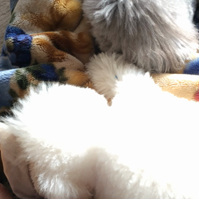 これはもう…病気です(´-ω-｀)の画像