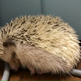 99日目晴栗さんの謎心理の画像