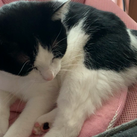 党首が静かの画像