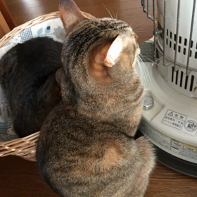 キキ&ソラ〜〜似た者同士の画像