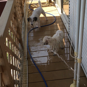 水浴び日和  暑くてやってらんねーの画像