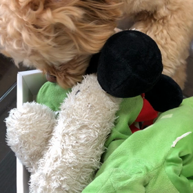 臆病なポンくんの画像