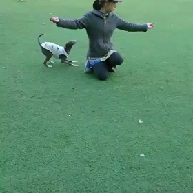 人工芝は気持ちよくの画像