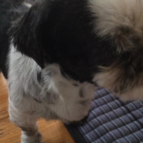 口笛が下手な私にキレる犬の画像