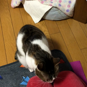 デールもチップ君も大好き！カロリーメイト。動画。の画像