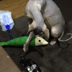 遊んでくれたの画像