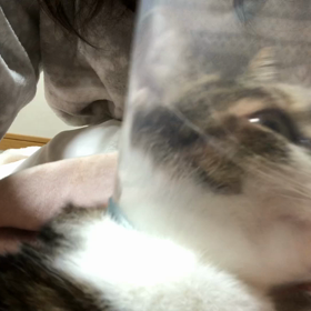 とにかく大変な新入り子猫マリーのチェンジに期待！の画像