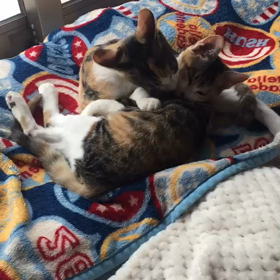 里親様募集中のさとちゃん&しおちゃんの画像