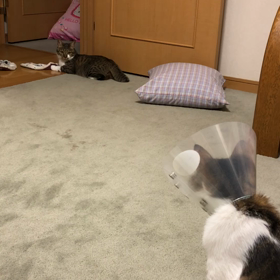 新たな疑い…先住猫と新入り猫。の画像