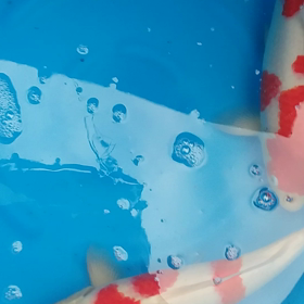 こーはくの画像