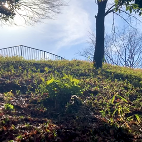 せりと！の画像