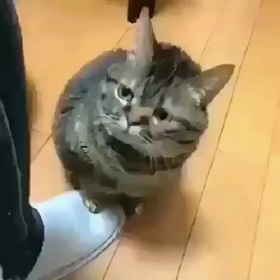 (/ω＼)ｲﾔﾝ　デリケートな所はそっとね！の画像