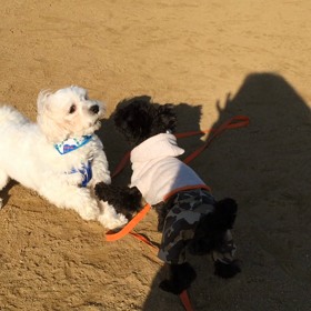 でっきるかなの画像