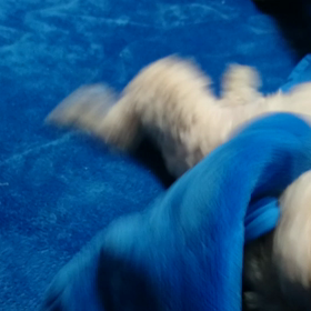 レオ日記(一発芸)の画像