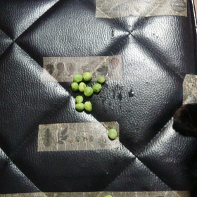 チュールよりえんどう豆な猫の画像