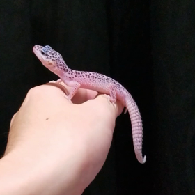 ダルメシアン好きの画像