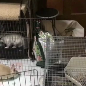 今日の小梅ちゃんの画像