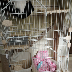 ウチに来たての頃。の画像