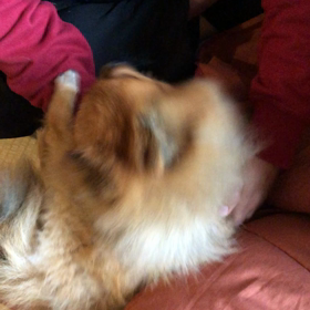 上手に座れない愛犬の画像