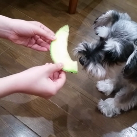 メロン好きなメロちゃん❤の画像