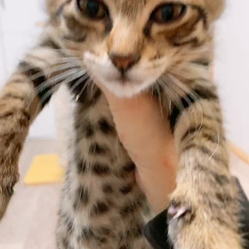 3にゃんトライアル決定‼️の画像