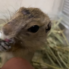 リチャードソンジリスBaby、ミルク大好き✨の画像