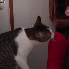 ”譲渡会のお知らせ”とみつきがフレーメン反応をっ！の画像