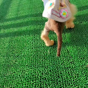 カロくんの画像