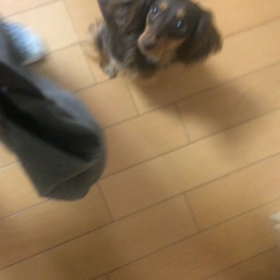 今日のわんこの画像