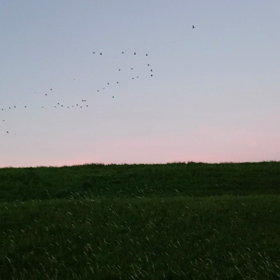 鳥の群れ。の画像