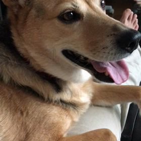 愛犬とゆっくりタイムの画像