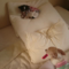 李のしっぽの画像