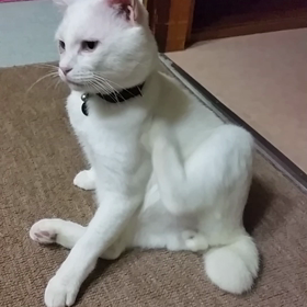 シロ君の毛繕い…の画像