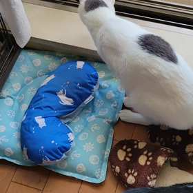 保護猫との癒しのひととき☺️の画像