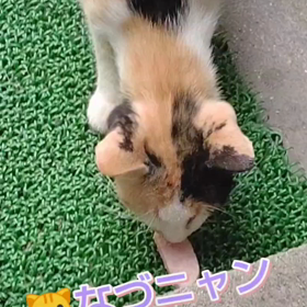 なづニャン親子(=^ェ^=)の画像