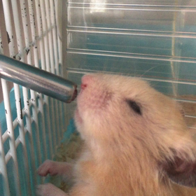 もう一匹の家族の画像