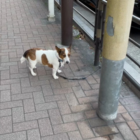 おとなしく〜の画像