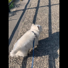 BBベルトでお散歩の画像