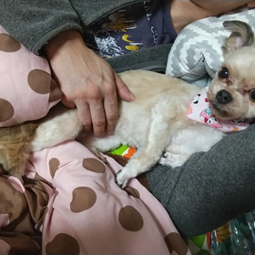 今日のアロハ動画の画像