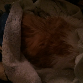 アスラン君のシャンプー終了の画像