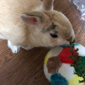 紫蘇の穂の画像